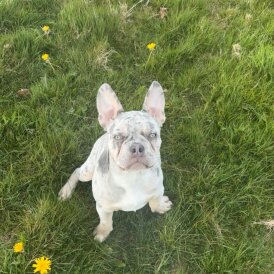 French Bulldog