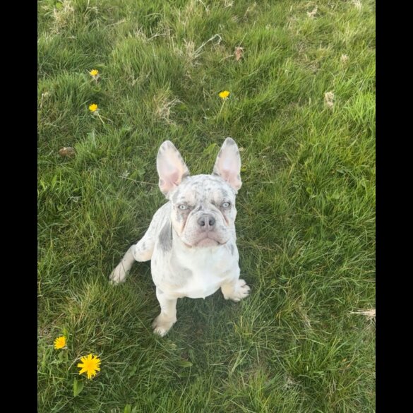 French Bulldog