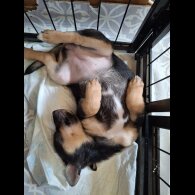 Pomeranian - Bitches