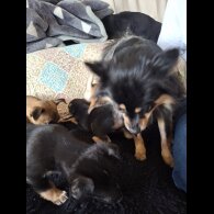 Pomeranian - Bitches