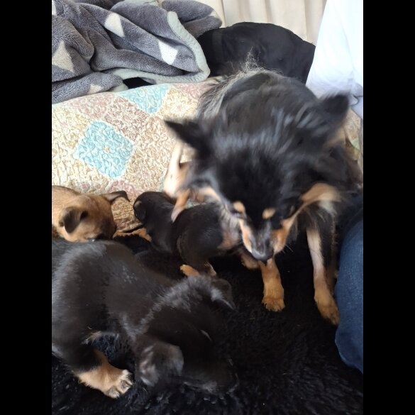Pomeranian - Bitches