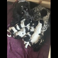 Cocker Spaniel (Working &amp; Show) - Both