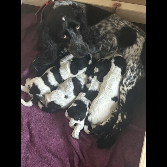 Cocker Spaniel (Working &amp; Show) - Both