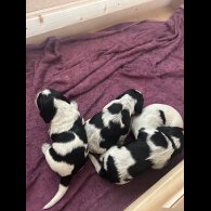 Cocker Spaniel (Working &amp; Show) - Both