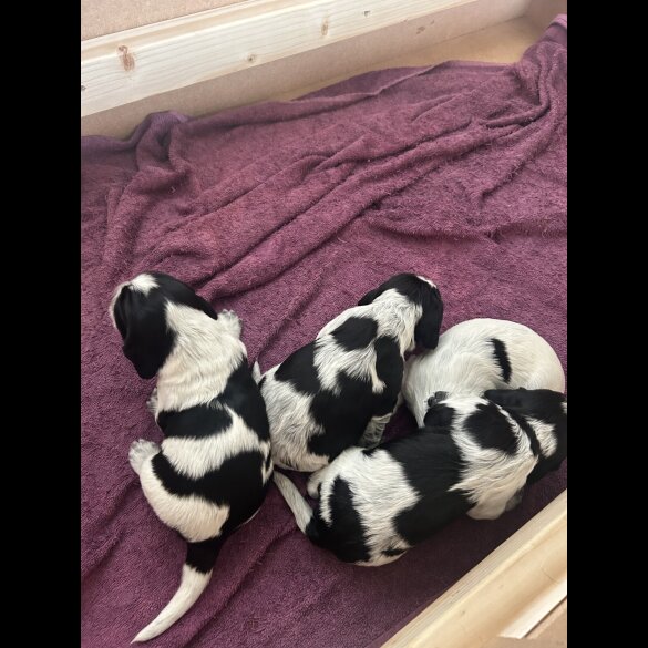 Cocker Spaniel (Working &amp; Show) - Both