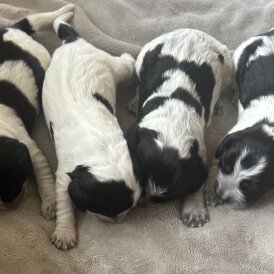 Cocker Spaniel (Working &amp; Show) - Both