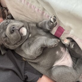 Staffordshire Bull Terrier - Dogs