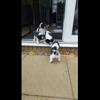 Mixed Breed - Both