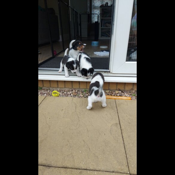 Mixed Breed - Both