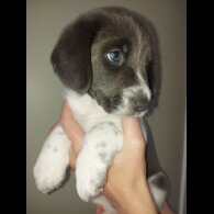 Mixed Breed - Both