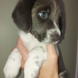 Mixed Breed - Both