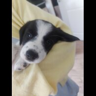 Mixed Breed - Both