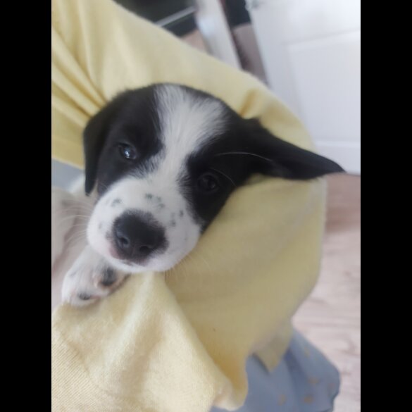 Mixed Breed - Both