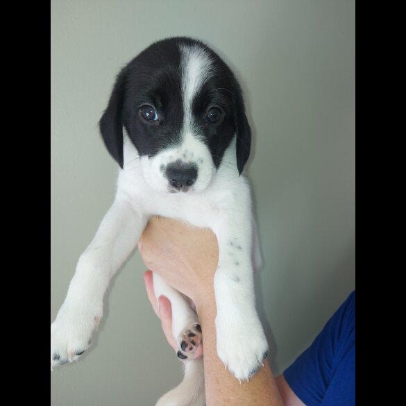 Mixed Breed - Both