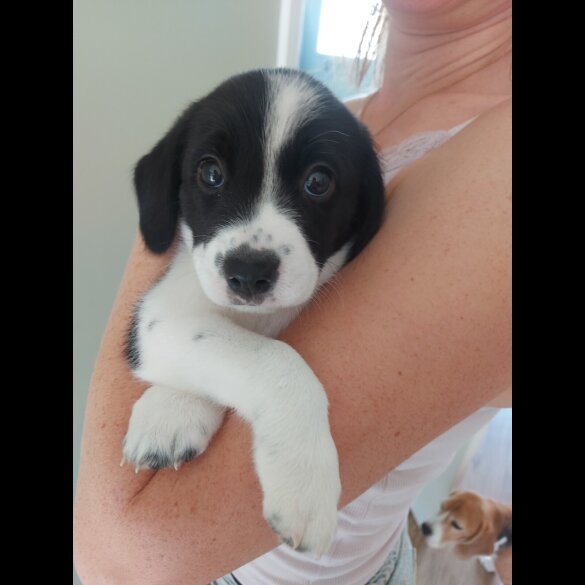 Mixed Breed - Both