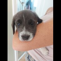 Mixed Breed - Both