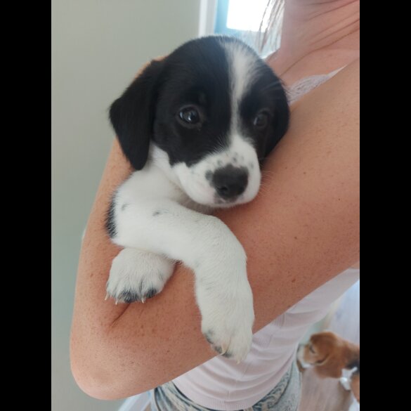 Mixed Breed - Both