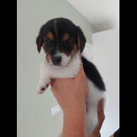 Mixed Breed - Both