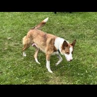 Border Collie - Both