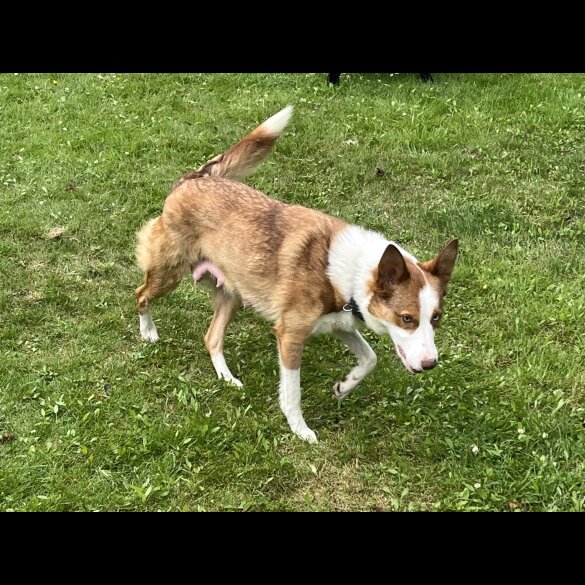 Border Collie - Both