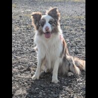 Border Collie - Both