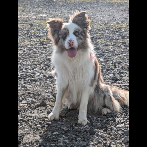 Border Collie - Both