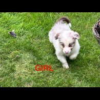 Border Collie - Both