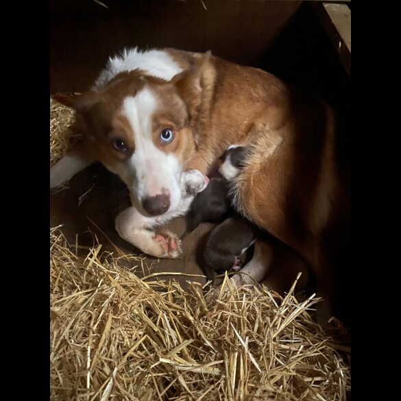 Border Collie - Both