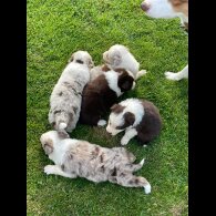 Border Collie - Both