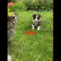 Border Collie - Both