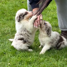 Border Collie - Both