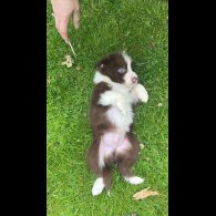 Border Collie - Both