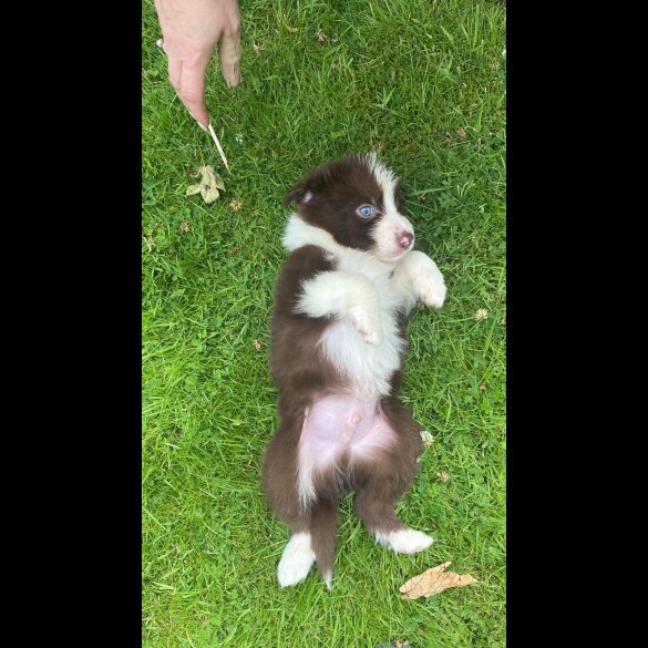 Border Collie - Both