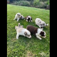Border Collie - Both