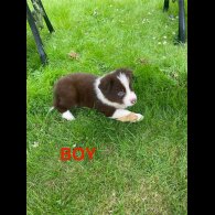 Border Collie - Both