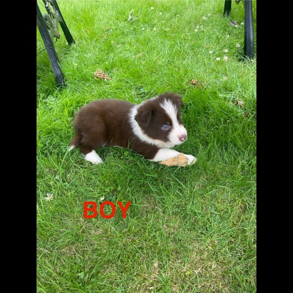 Border Collie - Both