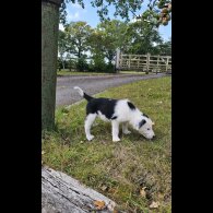 Border Collie - Dogs