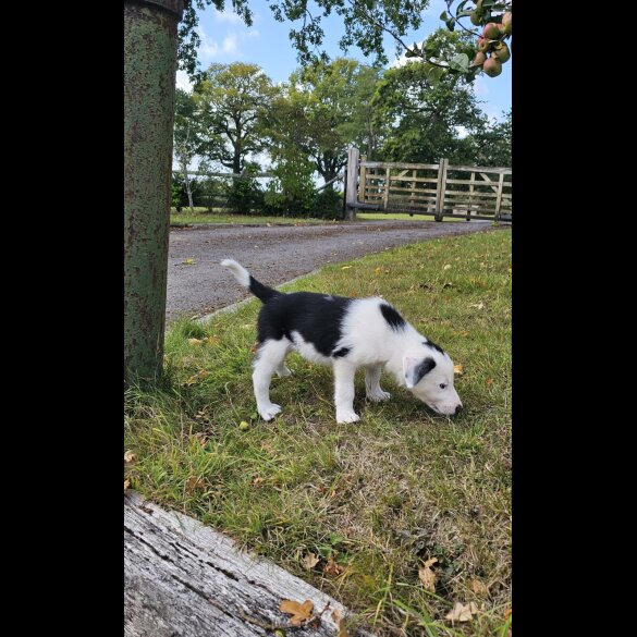 Border Collie - Dogs
