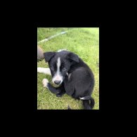 Border Collie - Both