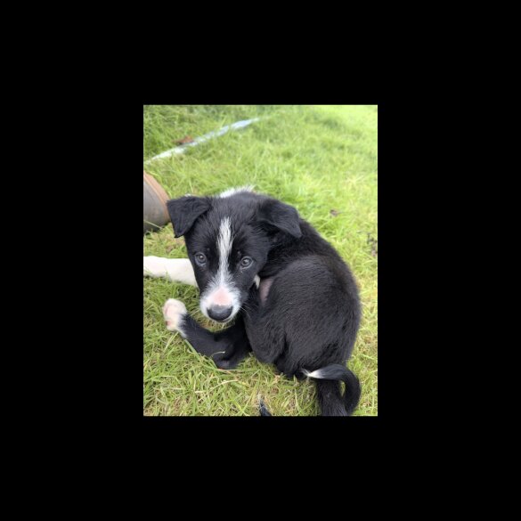 Border Collie - Both
