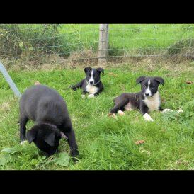 Border Collie - Both