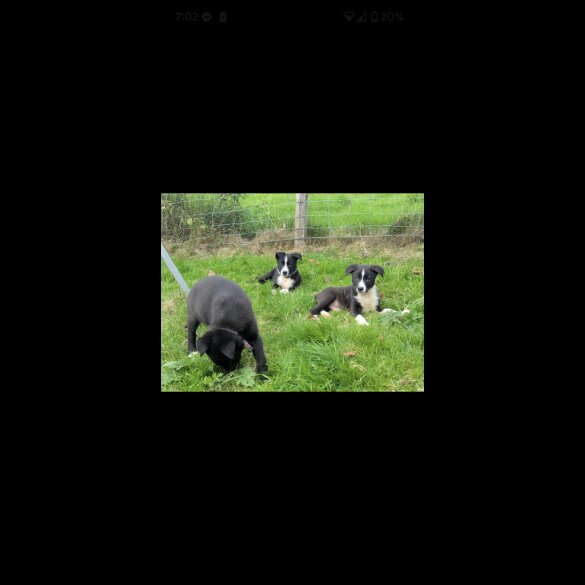 Border Collie - Both