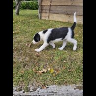 Border Collie - Dogs