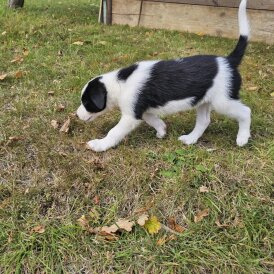 Border Collie - Dogs
