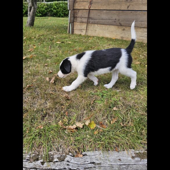 Border Collie - Dogs