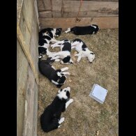 Border Collie - Dogs