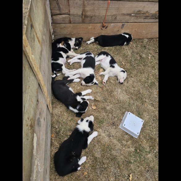Border Collie - Dogs