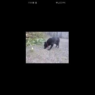 Border Collie - Both