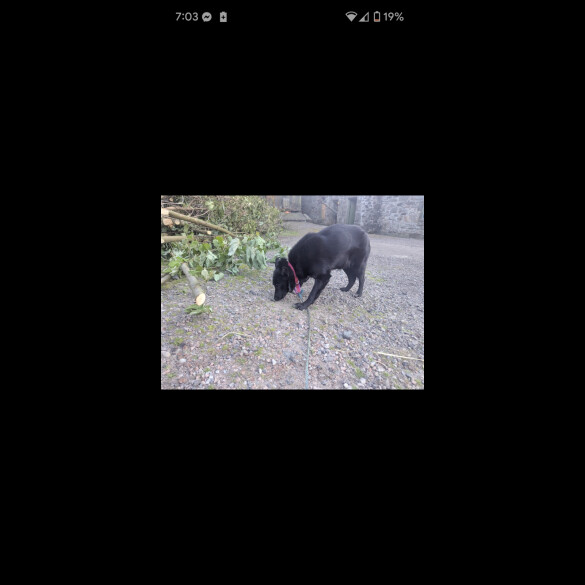 Border Collie - Both