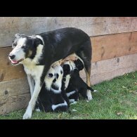 Border Collie - Dogs